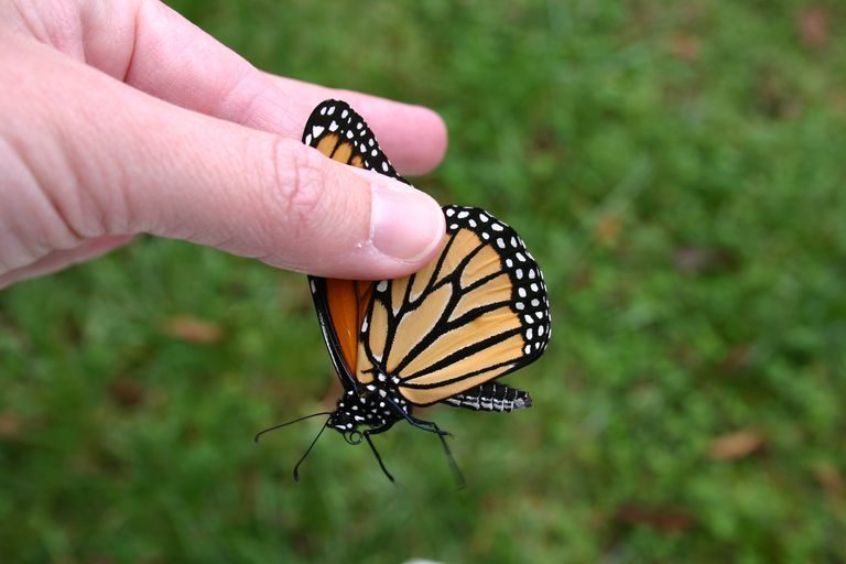 Como agarrar una mariposa sin dañarla