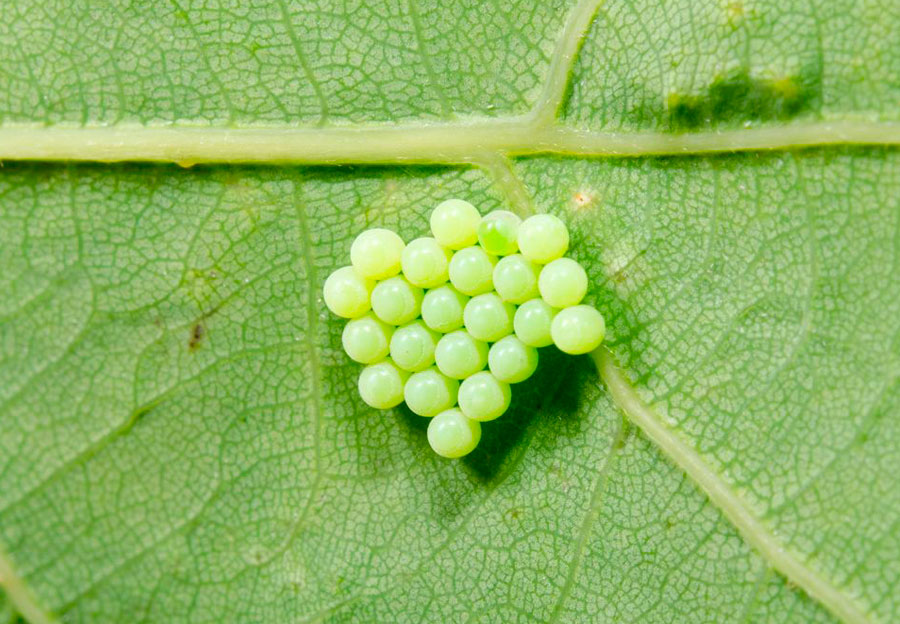 Ciclo de Vida Huevos Mariposas