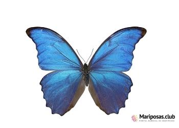 Mariposa azul de karner