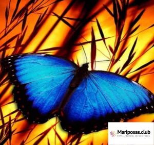 Alas de Mariposa Azul