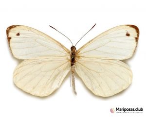 Pieridae Argentina Mariposas