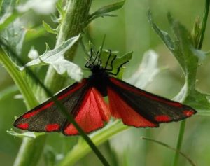 Mariposa Gota de Sangre