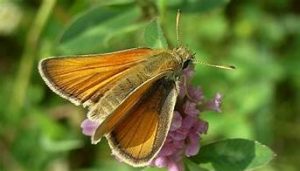 Mariposa Linea Corta