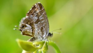 Mariposa Taladro