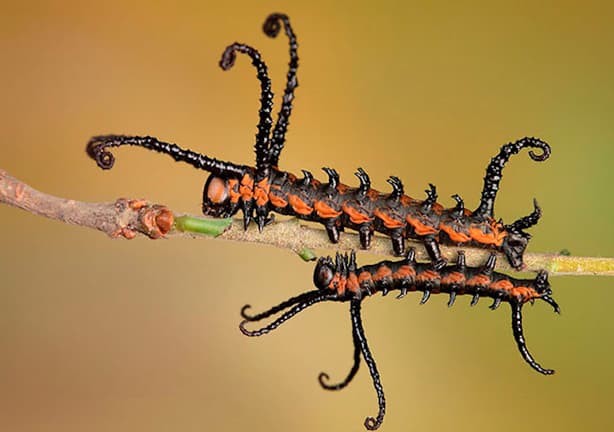 evolución de la mariposa