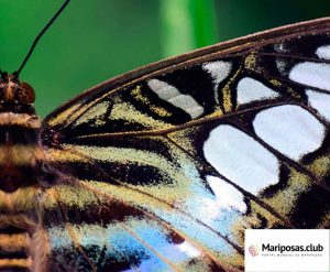 Anatomia de las alas de las mariposas