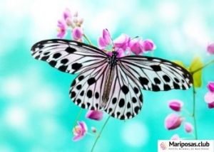 dombolismo de las mariposas