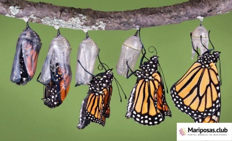 Ciclo de Vida: Pupa - Mariposas