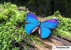 sueños y mariposas