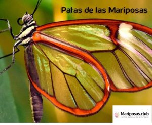 Partes de las mariposas