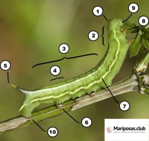 Partes o Anatomía de Oruga