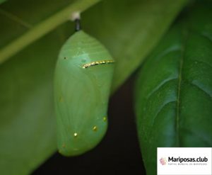 Pupa de Mariposa