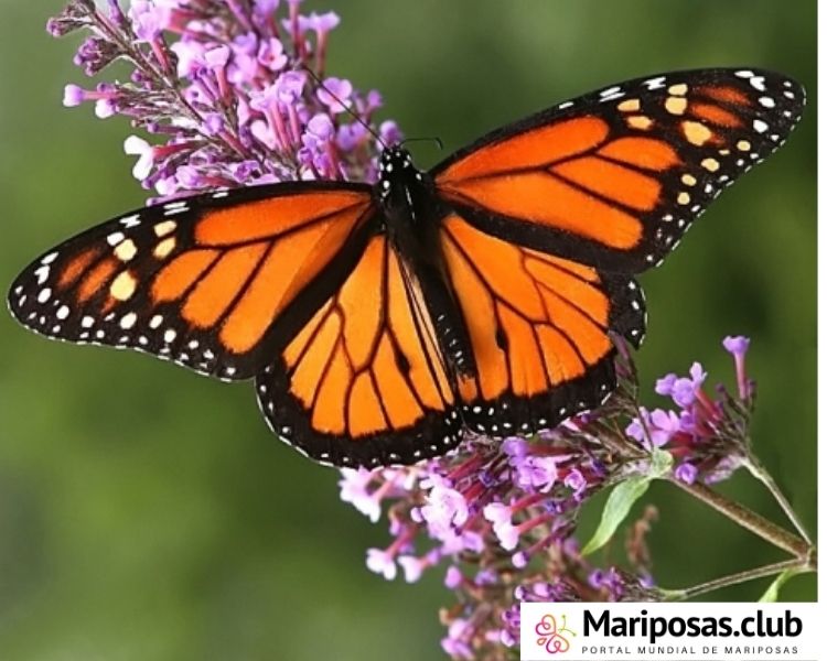 Mariposa Monarca adulta