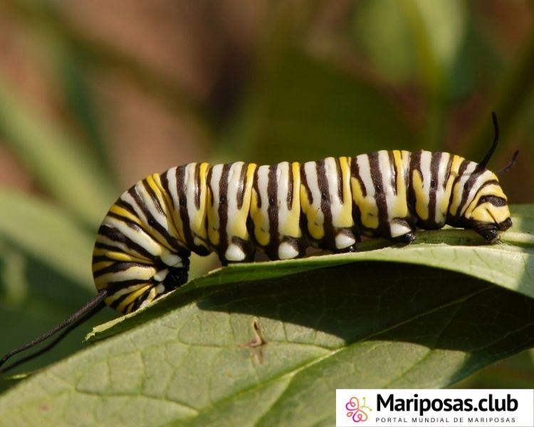 Oruga de mariposa monarca