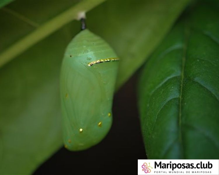 Pupa de mariposa monarca